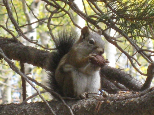 Vail squirrel