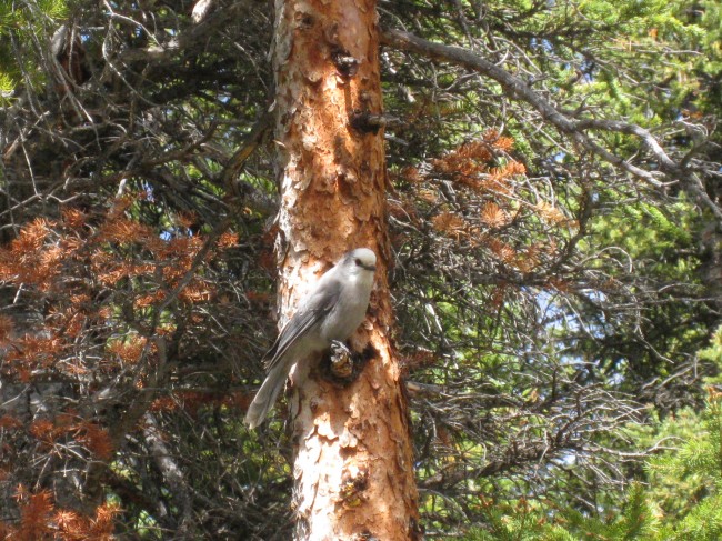 Camp robber bird
